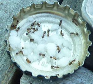 Ants feasting on powdered sugar mixed with borax
